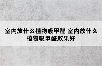 室内放什么植物吸甲醛 室内放什么植物吸甲醛效果好